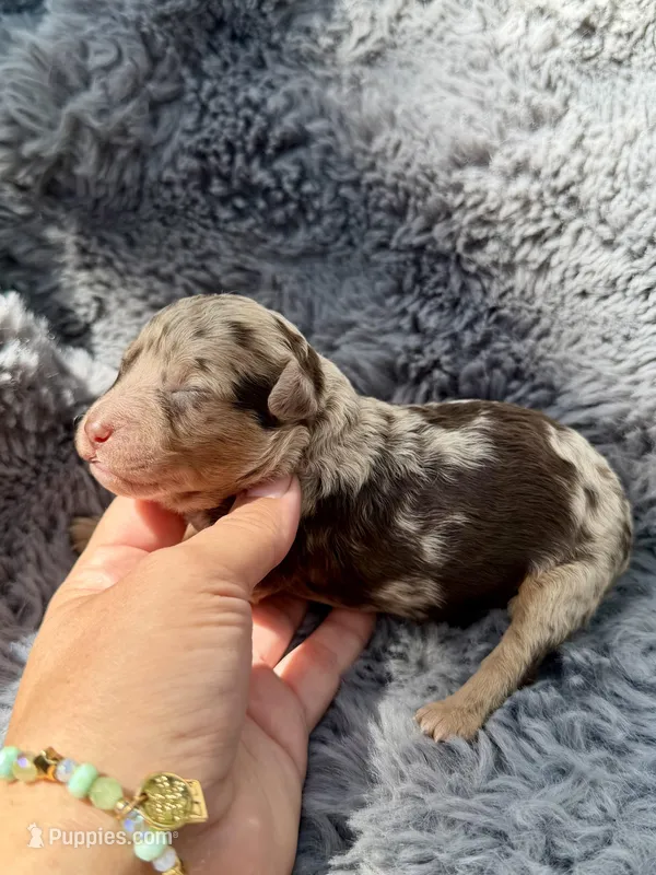 Clarice F1bb – Miniature Bernedoodle puppy for sale in New Port Richey, FL