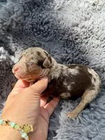 Clarice F1bb, a female Miniature Bernedoodle for sale in New Port Richey, FL – Photo 1 of 8