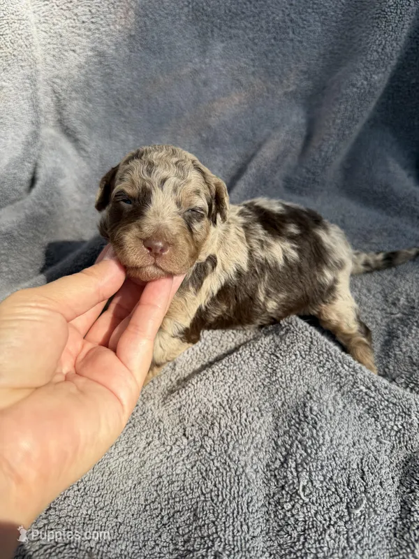 Clarice F1bb – Miniature Bernedoodle puppy for sale in New Port Richey, FL