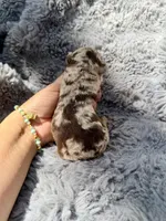 Clarice F1bb, a female Miniature Bernedoodle for sale in New Port Richey, FL – Photo 2 of 8