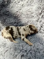 Clarice F1bb, a female Miniature Bernedoodle for sale in New Port Richey, FL – Photo 3 of 8