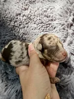 Clarice F1bb, a female Miniature Bernedoodle for sale in New Port Richey, FL – Photo 6 of 8