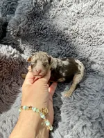 Clarice F1bb, a female Miniature Bernedoodle for sale in New Port Richey, FL – Photo 8 of 8