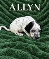Allyn Dalmadoodle, a male Dalmatian and Poodle - Miniature  for sale in New Port Richey, FL – 2 of 2