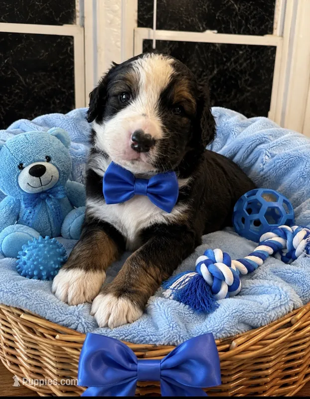 Scar – Bernedoodle puppy for sale in New Port Richey, FL