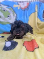 Kingsley, a male Yorkipoo and Poodle - Toy  for sale in New Port Richey, FL – 2 of 3