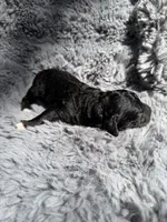 Cullen F1bb, a male Miniature Bernedoodle for sale in New Port Richey, FL – Photo 5 of 5