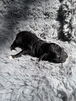 Cullen F1bb, a male Miniature Bernedoodle for sale in New Port Richey, FL – Photo 4 of 5