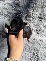 Cullen F1bb, a male Miniature Bernedoodle for sale in New Port Richey, FL – Photo 3 of 5