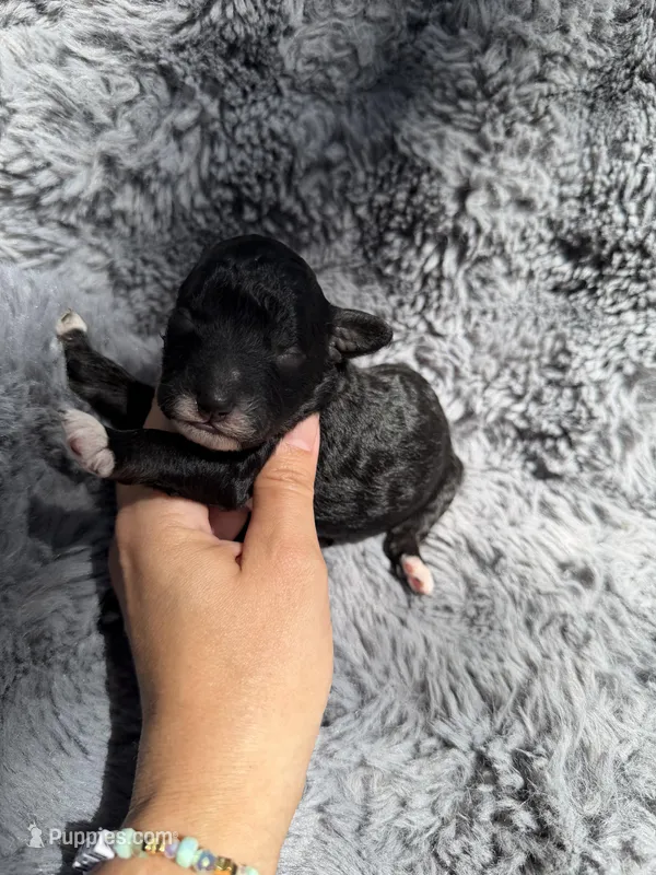 Cullen F1bb – Miniature Bernedoodle puppy for sale in New Port Richey, FL