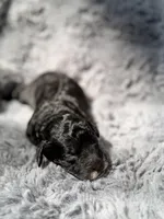 Cullen F1bb, a male Miniature Bernedoodle for sale in New Port Richey, FL – Photo 2 of 5