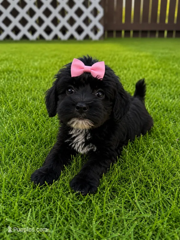 Karma – Yorkipoo, Poodle - Toy  puppy for sale in New Port Richey, FL