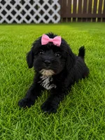 Karma, a female Yorkipoo and Poodle - Toy  for sale in New Port Richey, FL – 1 of 3