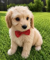 Xavier, a male Cavapoo for sale in New Port Richey, FL – 2 of 2