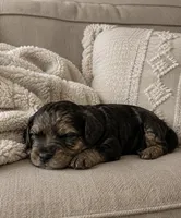 Tabitha , a female Miniature Bernedoodle for sale in New Port Richey, FL – 3 of 3
