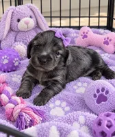 Zaylee, a female Miniature Dachshund for sale in New Port Richey, FL – 1 of 2
