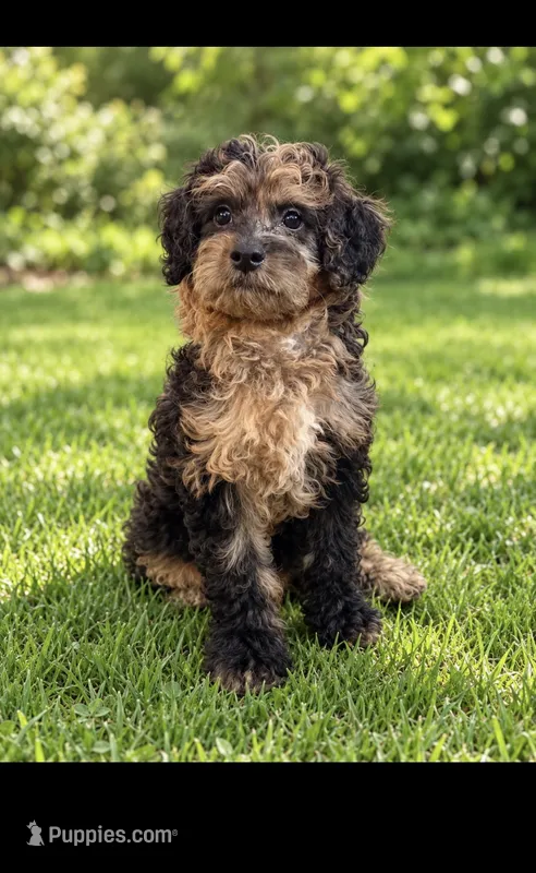 Taliyah – Miniature Bernedoodle puppy for sale in New Port Richey, FL