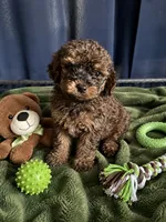 Ira, a male Cockapoo for sale in New Port Richey, FL – 2 of 3