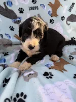 processed/c4e36716-89f0-4c47-ba05-c650dec672a0/listing/332e4de0-0074-463e-9b3a-25013f73f32b/015987c8-acaa-4bc5-94d1-a1707f0abb2e