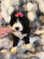 Quartney F1, a female Bernedoodle for sale in New Port Richey, FL – Photo 2 of 4