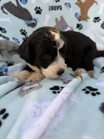 processed/c4e36716-89f0-4c47-ba05-c650dec672a0/listing/332e4de0-0074-463e-9b3a-25013f73f32b/1ee29cdc-fe85-438b-a401-e527de85c7fd