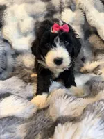 Quartney F1, a female Bernedoodle for sale in New Port Richey, FL – Photo 3 of 4