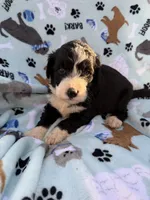 processed/c4e36716-89f0-4c47-ba05-c650dec672a0/listing/332e4de0-0074-463e-9b3a-25013f73f32b/956caccd-5c9c-4e3a-8834-5713478fd6b0