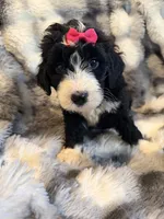 Quartney F1, a female Bernedoodle for sale in New Port Richey, FL – Photo 1 of 4