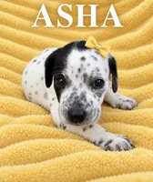 Asha Dalmadoodle, a female Dalmatian and Poodle - Miniature  for sale in New Port Richey, FL – 2 of 2