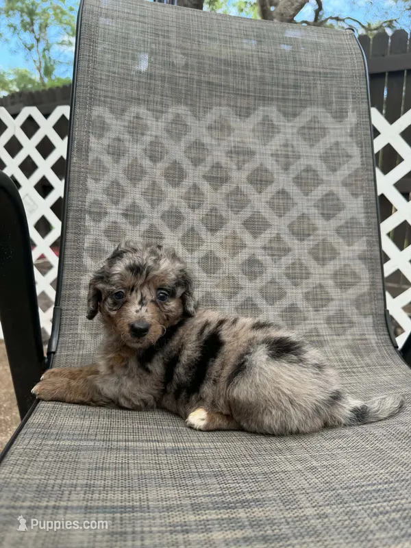 Capri F1bb – Miniature Bernedoodle puppy for sale in New Port Richey, FL