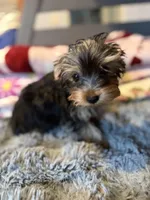 Hunter, a male Yorkshire Terrier for sale in New Port Richey, FL – 8 of 10