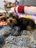 Hunter, a male Yorkshire Terrier for sale in New Port Richey, FL – 9 of 10