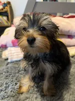 Hunter, a male Yorkshire Terrier for sale in New Port Richey, FL – 10 of 10