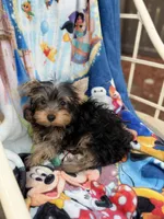 Hunter, a male Yorkshire Terrier for sale in New Port Richey, FL – 3 of 10
