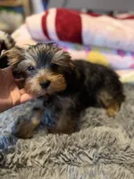 Hunter, a male Yorkshire Terrier for sale in New Port Richey, FL – 5 of 10