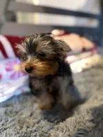 Hunter, a male Yorkshire Terrier for sale in New Port Richey, FL – 6 of 10
