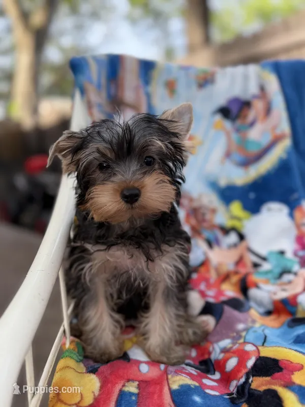 Hunter – Yorkshire Terrier puppy for sale in New Port Richey, FL