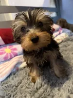 Hunter, a male Yorkshire Terrier for sale in New Port Richey, FL – 4 of 10