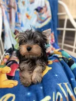 Hunter, a male Yorkshire Terrier for sale in New Port Richey, FL – 2 of 10