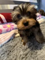Hunter, a male Yorkshire Terrier for sale in New Port Richey, FL – 7 of 10