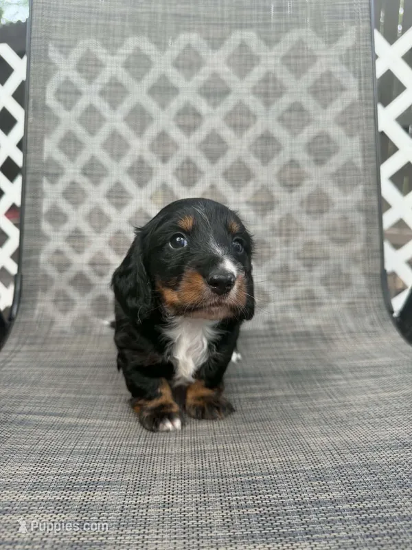 Flick AKC – Miniature Dachshund puppy for sale in New Port Richey, FL
