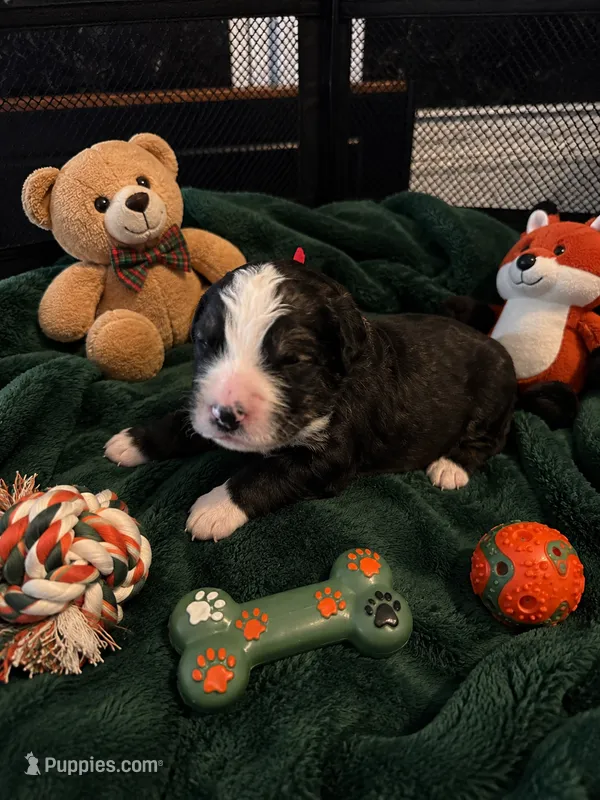 Scar – Bernedoodle puppy for sale in New Port Richey, FL