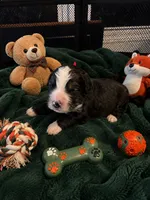 Scar, a male Bernedoodle for sale in New Port Richey, FL – 1 of 3