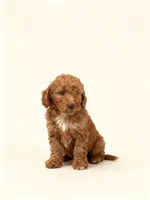 Gus, a male Miniature Goldendoodle for sale in New Port Richey, FL – 3 of 3