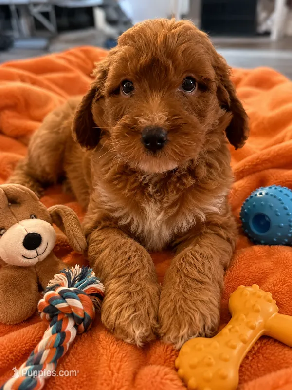 Eli – Miniature Goldendoodle puppy for sale in New Port Richey, FL