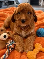 Eli, a female Miniature Goldendoodle for sale in New Port Richey, FL – 1 of 2