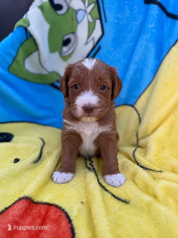 Emery – Miniature Goldendoodle puppy for sale in New Port Richey, FL