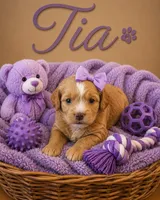 Tia, a female Miniature Bernedoodle for sale in New Port Richey, FL – 2 of 2