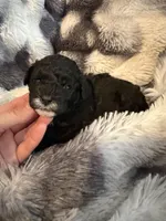 Timmy, a male Shihpoo for sale in New Port Richey, FL – Photo 4 of 4