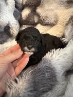 Timmy, a male Shihpoo for sale in New Port Richey, FL – Photo 2 of 4